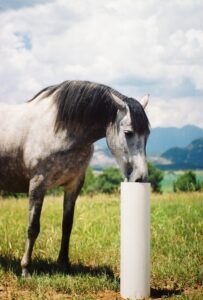farm drinking post