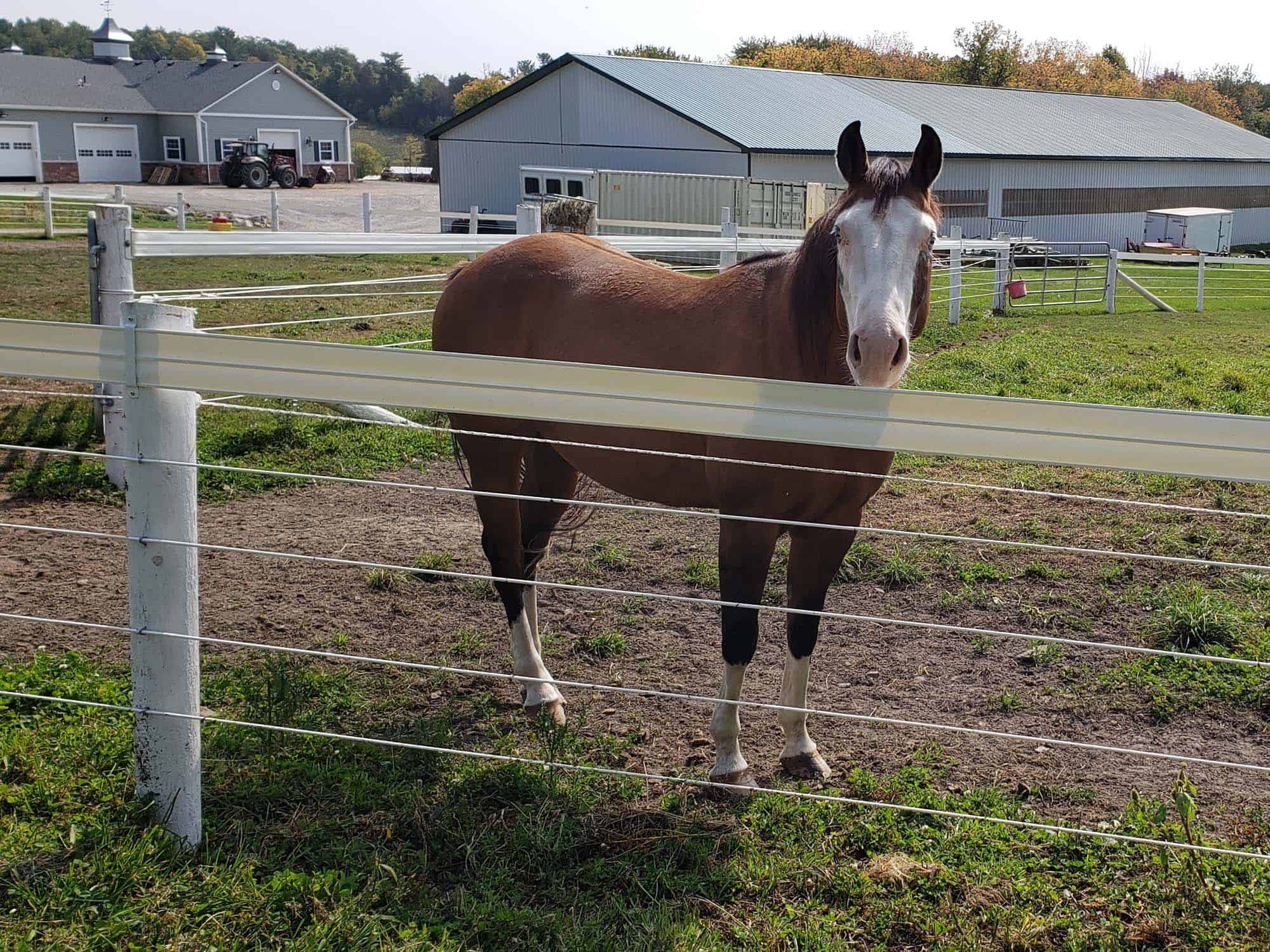 Raceline Coated Wire Flex Fence 1320' - System Equine, image size:2000x1500