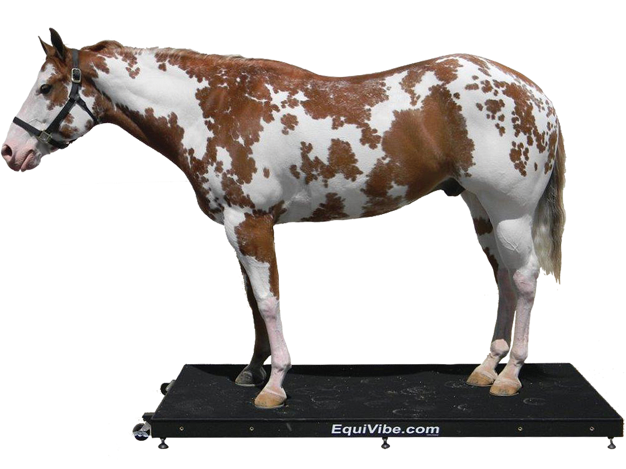 Aluminum Equivibe 4080 System Equine