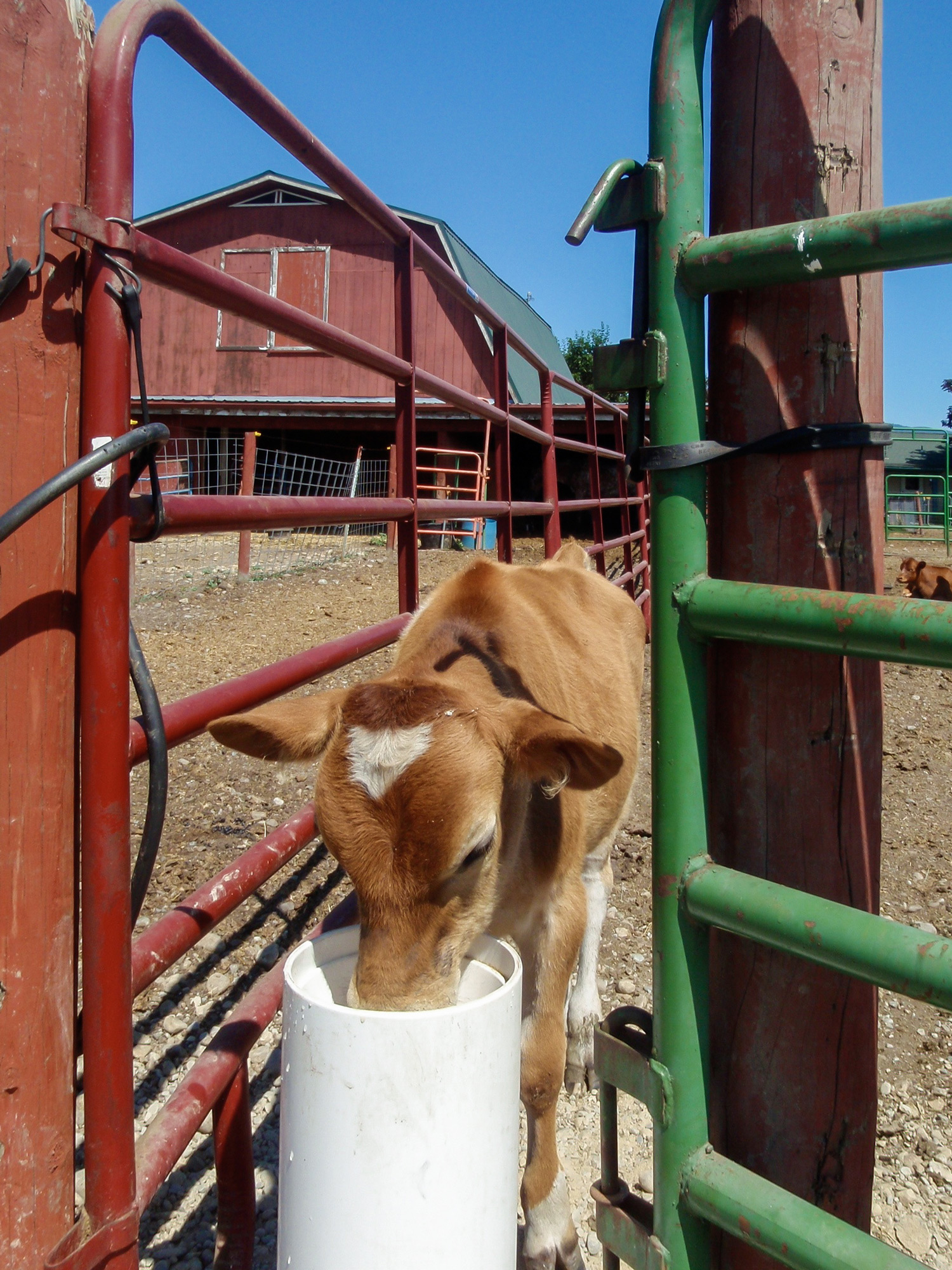 Automatic Cattle Waterers
