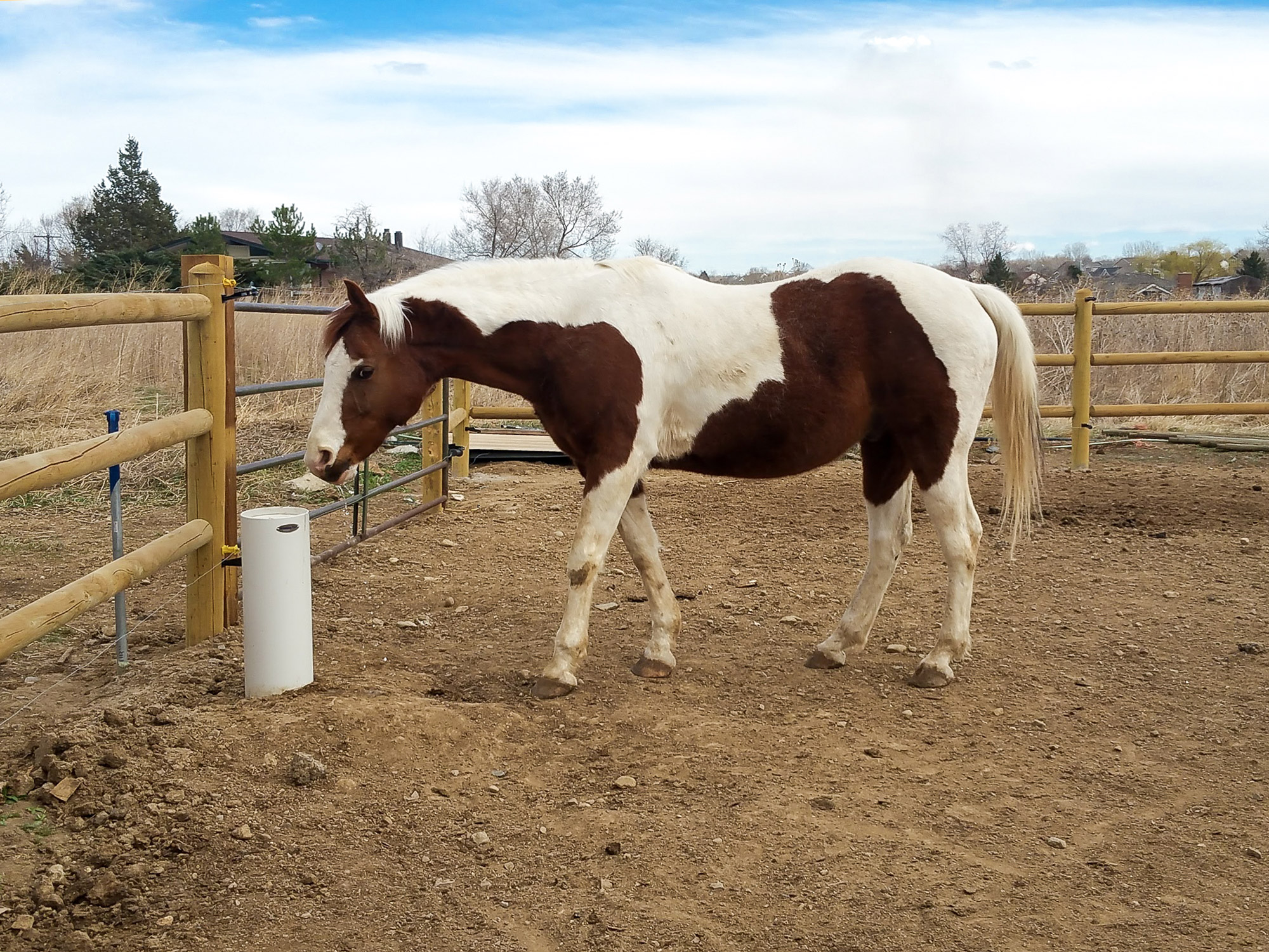 Horse Health With Automatic Waterer