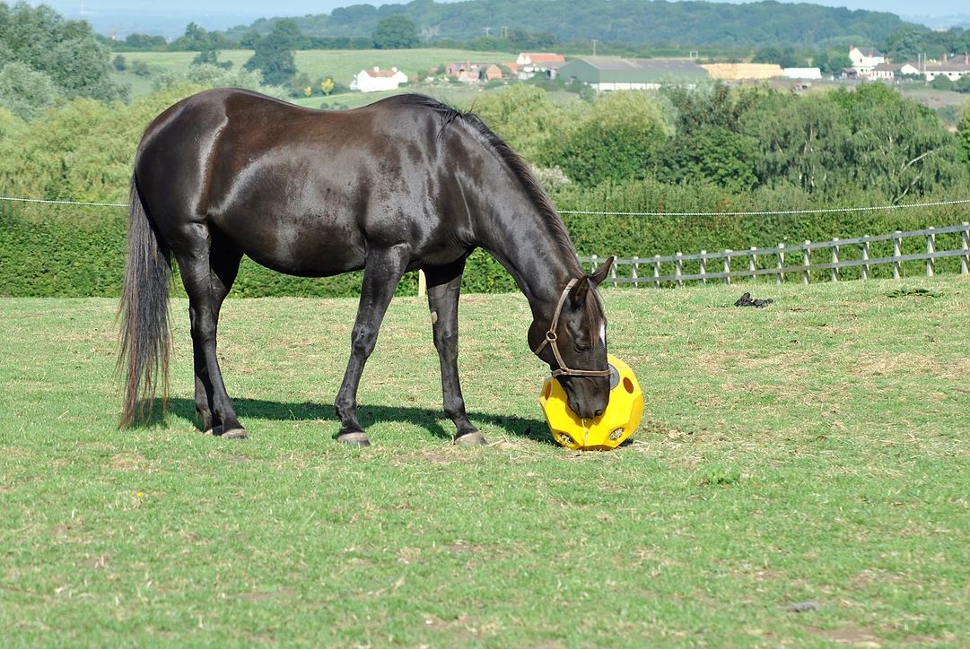 parallax hay play ball - keep your bored horse happy