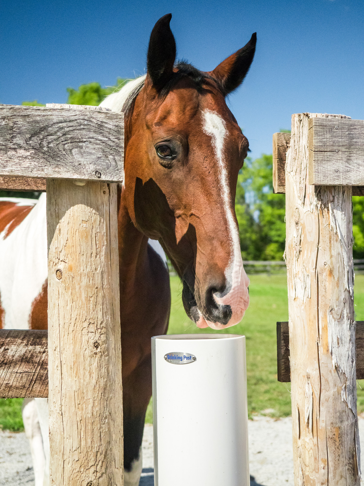 Drinking Post Ultimate Automatic Horse & Livestock Waterer - System Equine