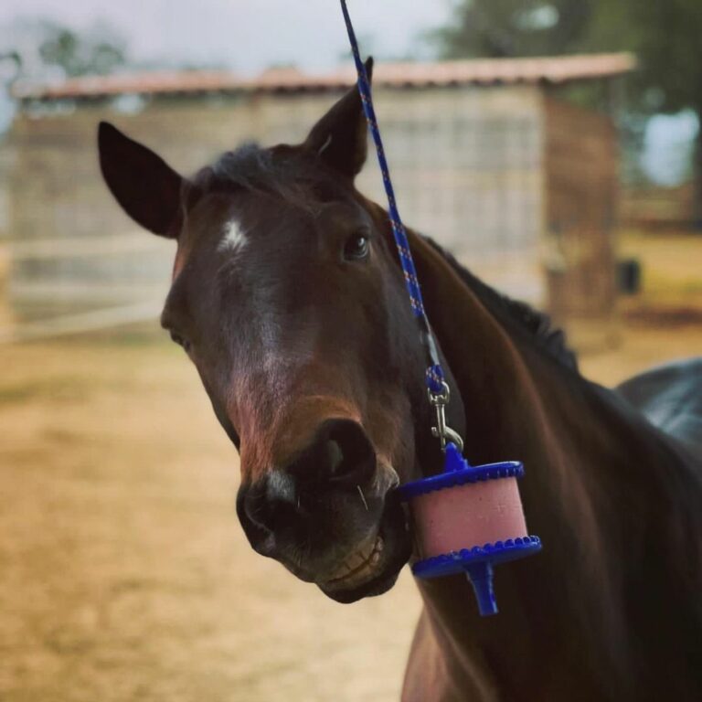 Best Horse Stall Accessories to Keep Your Horse Happy