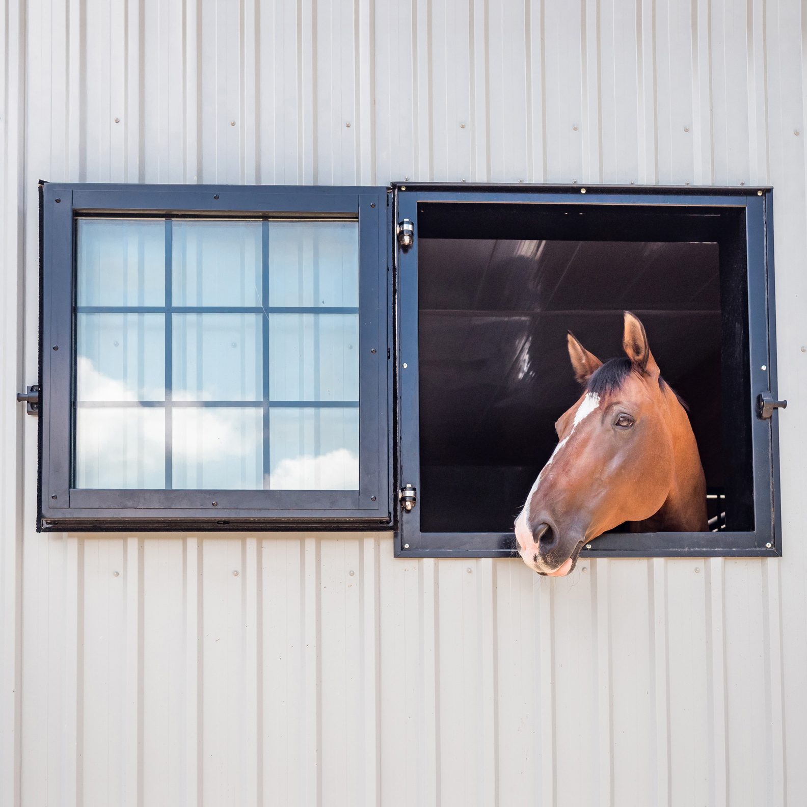 TopQuality Dutch Doors & Windows for Horse Stables