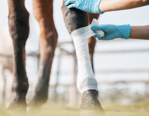 Rehabilitating Your Horse