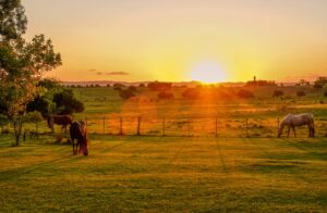 buying horse property - horses on a farm at sunset