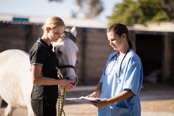 horse veterinarian helping with horse supplements 