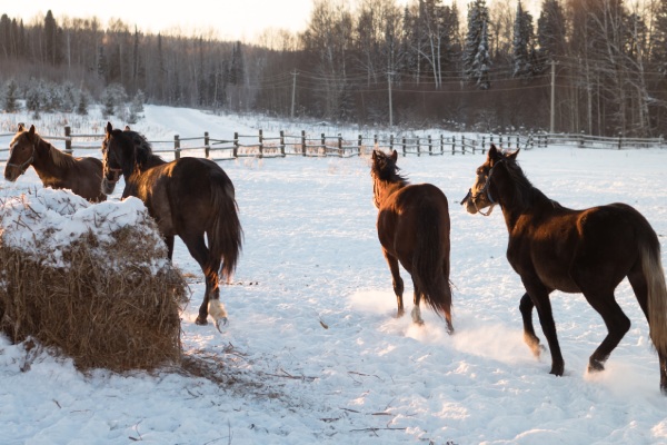 winterizing your barn - horses in a snowy field