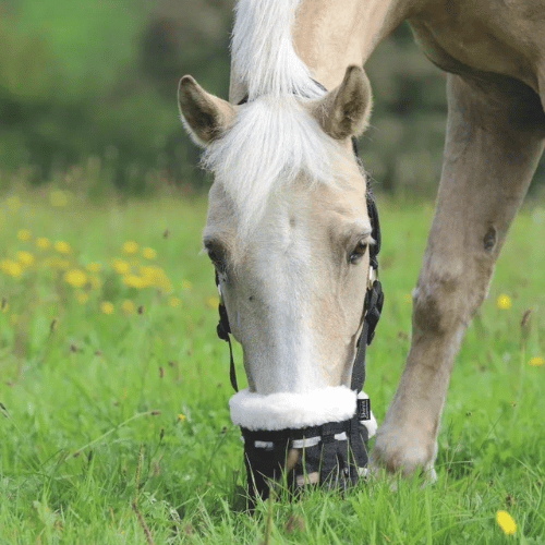 ComfortWeb Grazing Muzzle