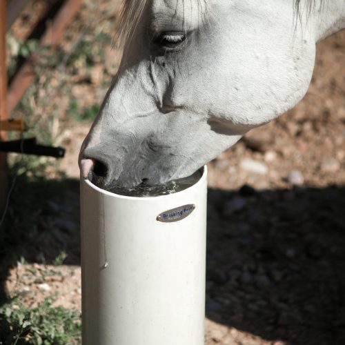Drinking Post Frost-Free Automatic Horse & Livestock Waterer